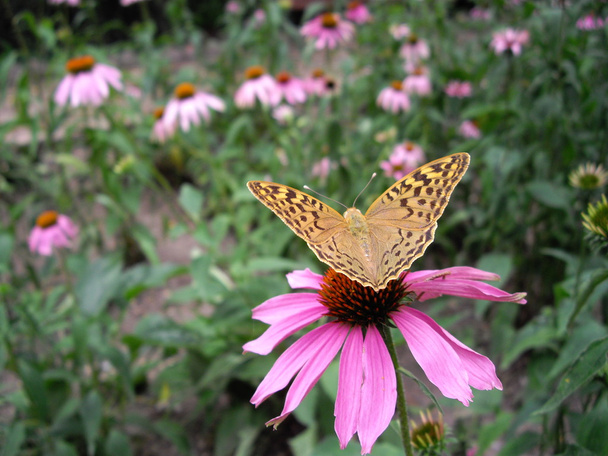 бабочка на цветке - Фото, изображение