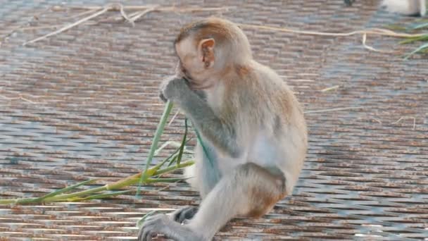 Affe sitzt direkt auf der Straße und isst - Filmmaterial, Video