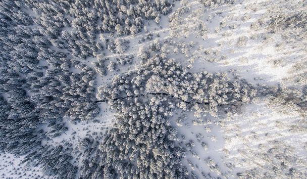Aerial view of river and snowy trees on a sunny winter day - Photo, Image