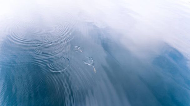 Harbor porpoise with small whale, under the water - Photo, Image