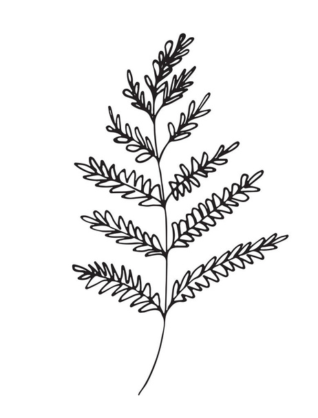 Handgetekende schets van een plant, geïsoleerd op witte achtergrond - Vector, afbeelding
