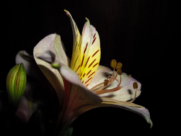 Lily bloem - Foto, afbeelding