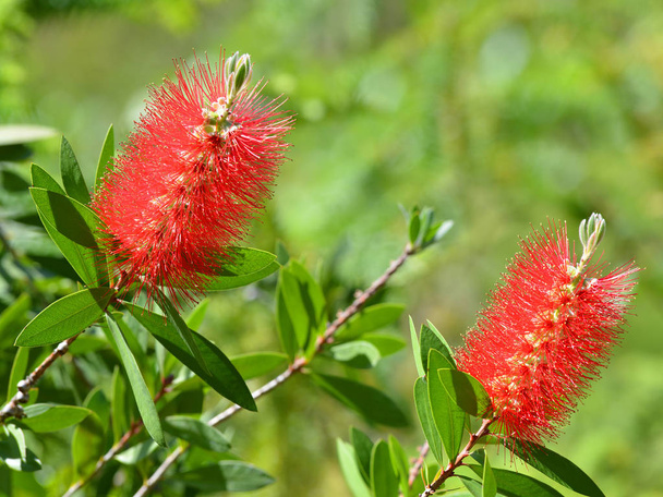 Red Bottlebrush flowers ( Callistemon citrinus ) on green natural background. - Photo, Image