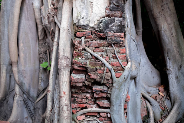 ルート バンヤン挿入割れレンガの家の壁. - 写真・画像
