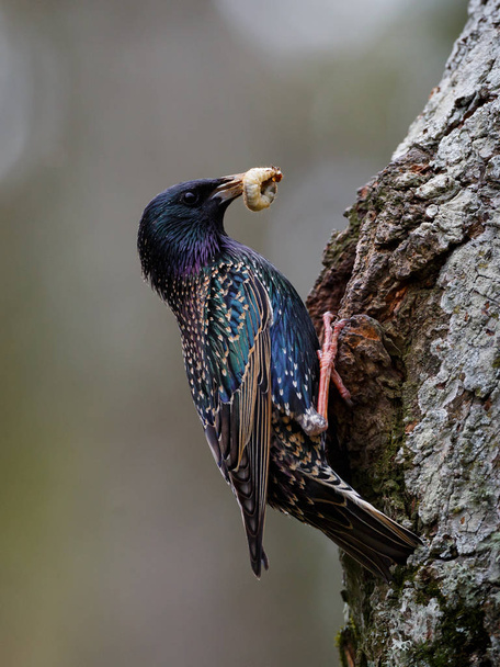 Starling alimenta a los polluelos con gusanos
 - Foto, imagen
