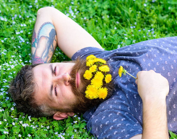 Man with beard on calm face enjoy nature. Bearded man with dandelion flowers lay on meadow, grass background. Hipster with bouquet of dandelions in beard relaxing. Unite with nature concept - Zdjęcie, obraz