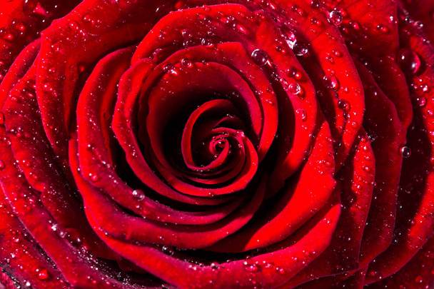 Kırmızı bir gül makro çekim yakından. Makro çiçek arka plan  - Fotoğraf, Görsel