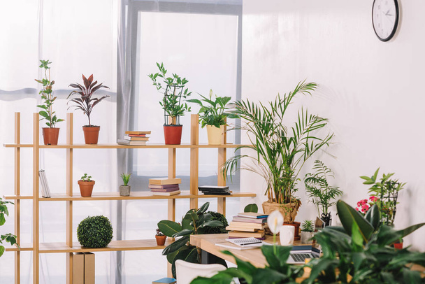 prateleiras de madeira com plantas envasadas no escritório
 - Foto, Imagem