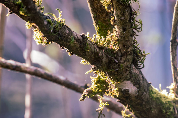 leafless lilac branches with moss - Fotoğraf, Görsel