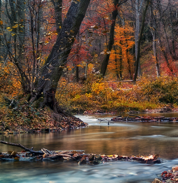 belo rio na floresta - Foto, Imagem
