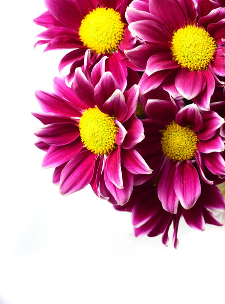 Beautiful purple chrysanthemums on white background - Photo, Image