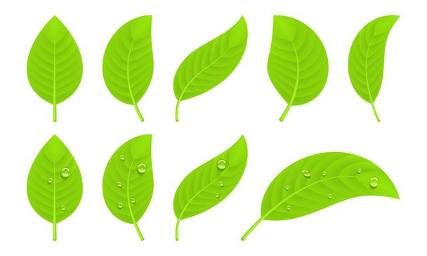 Green realistic leaves - Vector, Image