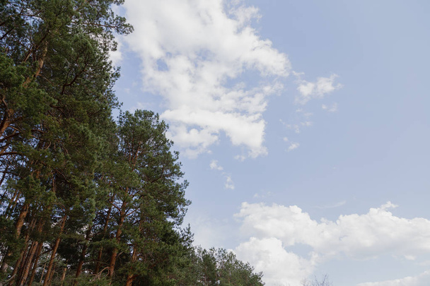 Wald vor blauem Himmel, sonniges Wetter - Foto, Bild