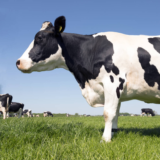 vacche holstein in bianco e nero nel prato erboso verde in primavera olandese con cielo blu in Olanda
 - Foto, immagini