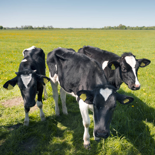 vitelli holstein bianchi e neri in un prato erboso verde in primavera olandese con cielo blu in Olanda
 - Foto, immagini