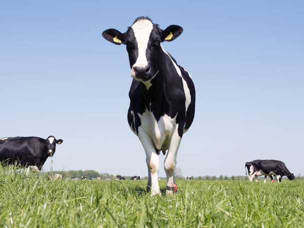 vacas holstein negras y blancas en prado verde herboso en primavera holandesa con cielo azul en Holanda
 - Foto, imagen
