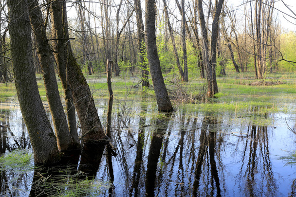 swamp in spring forest - Фото, изображение