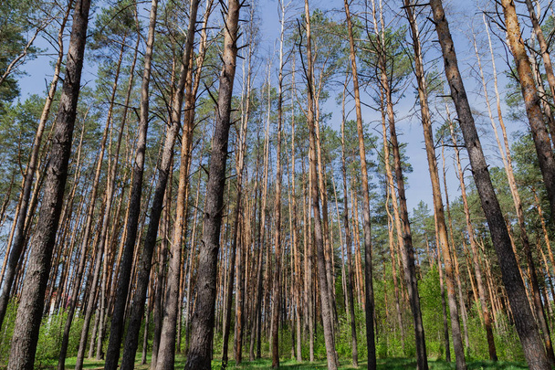 Forest against the blue sky, sunny weather - Фото, зображення