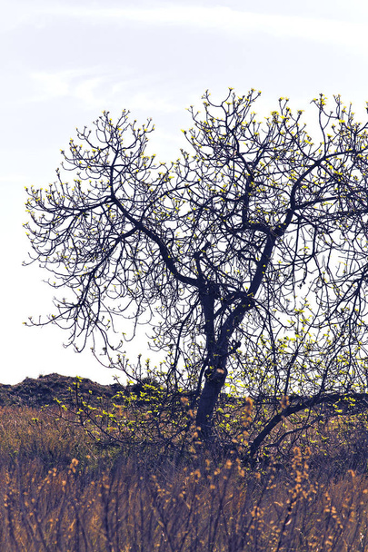 Strom a vegetace u pláže - Fotografie, Obrázek