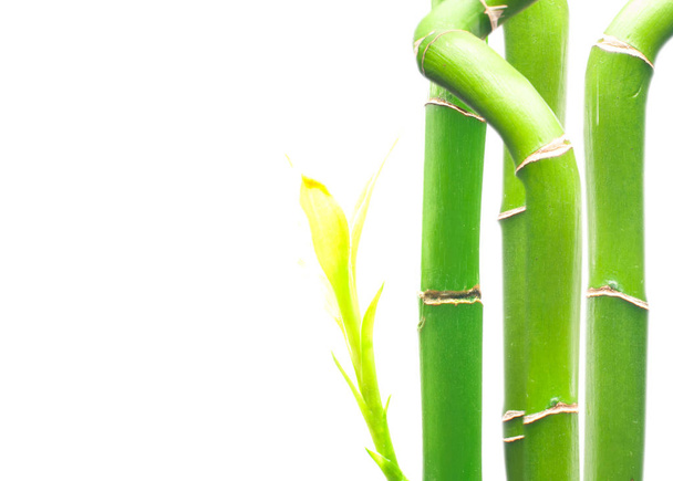 Fresh branches of bamboo on white background. - Foto, Imagen