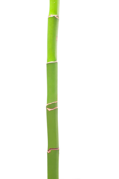 Fresh branches of bamboo on white background. - Foto, imagen