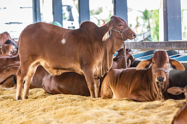 Brasiliano Zebu bestiame d'elite in un parco espositivo
 - Foto, immagini