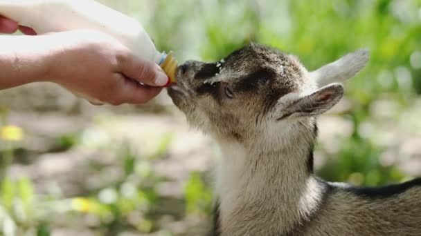 Μία αγρότισσα ταΐζει κατσικάκι με ένα μπουκάλι γεμάτο γάλα - Πλάνα, βίντεο