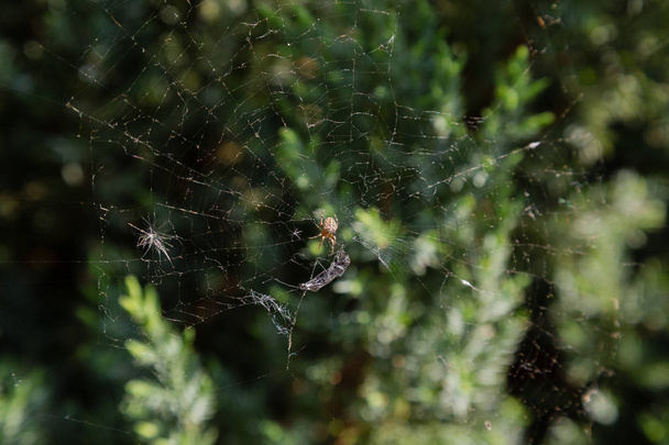 Aranha na teia mata sua presa
 - Foto, Imagem
