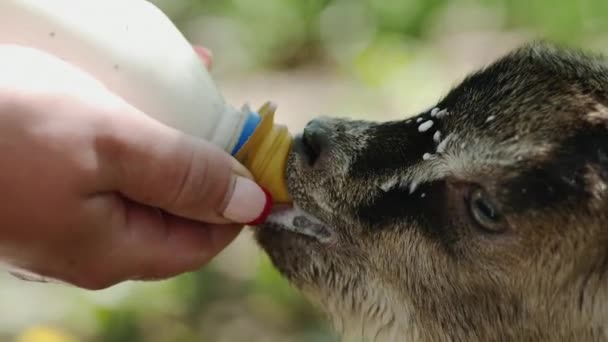 Farmer feeding baby goat with a bottle full of milk - Footage, Video