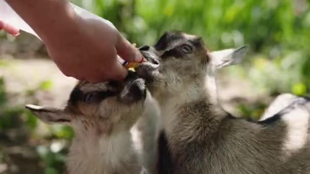 Farmer feeding two baby goat with a bottle full of milk - Footage, Video