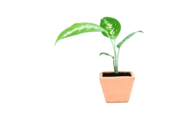 Plante verte en pot, arbres dans le pot de ciment isolés sur fond blanc
. - Photo, image