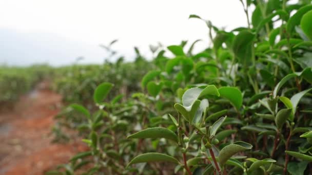 zöld tea levelek, a gerendák, a kertben egy ültetvényről - Felvétel, videó