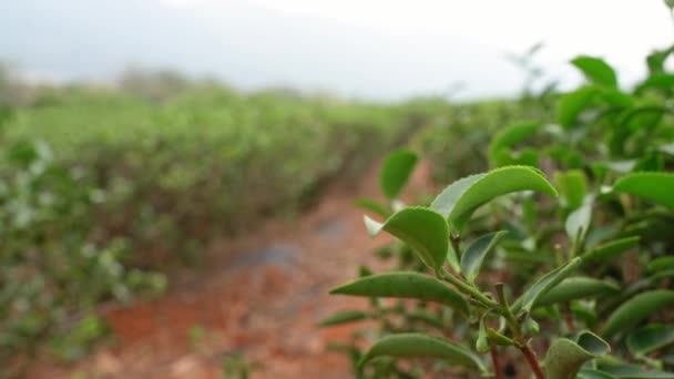 Zielona herbata liście wiatr wiejący w ogrodzie - Materiał filmowy, wideo