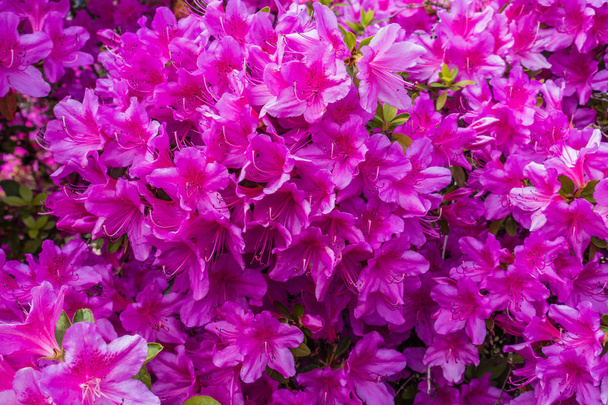 Background Pink Azaleas 2 - Photo, Image