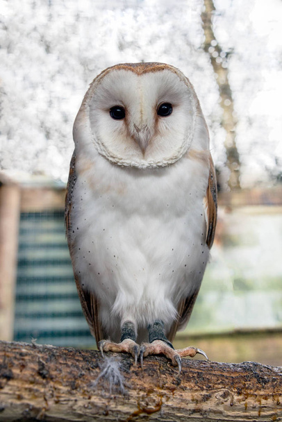 A common barn owl sitting on a branc - Photo, Image