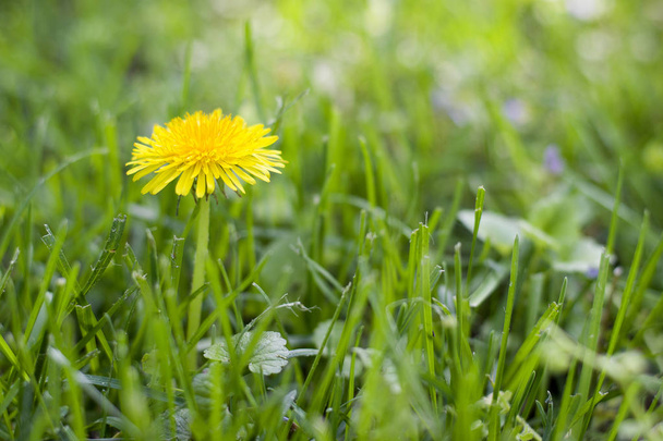 Yellow dandelion in green grass. - Zdjęcie, obraz