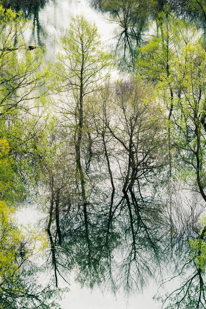 Stromy odražené ve vodách jezera Skadar - Fotografie, Obrázek