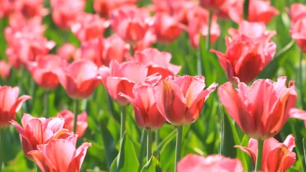Różowe kwiaty kwitną tulipany w polu - Materiał filmowy, wideo