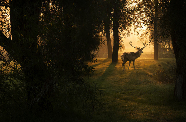 Hermoso ciervo en el bosque con luces increíbles en la mañana de octubre
 - Foto, Imagen