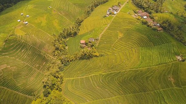 Teras pirinç tarlaları, Bali, Endonezya. - Fotoğraf, Görsel