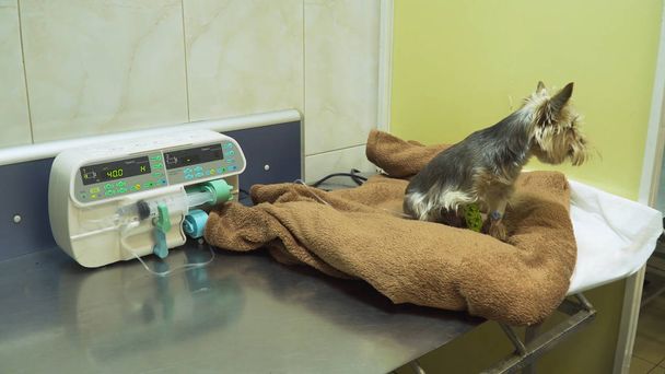Perro con catéter en veterinario en la clínica
. - Foto, imagen