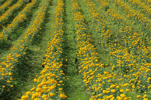 Flower Fieldイメージ 写真素材との写真flower Field