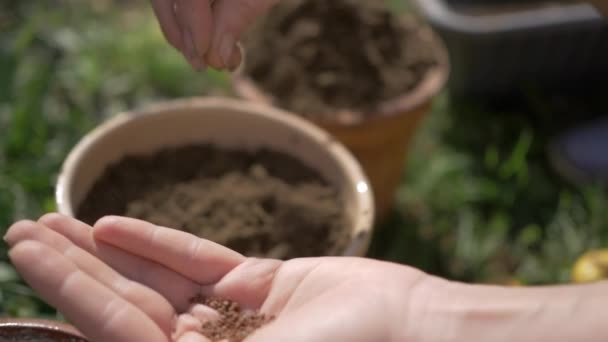 Planting seeds in the garden - Video