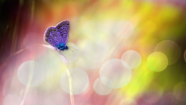 schöne Schmetterling deam Bild - Foto, Bild