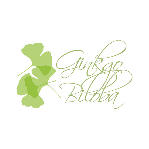 Ginkgo biloba hinterlässt grüne Silhouette auf weißem Hintergrund mit Schriftzug. - Vektor, Bild