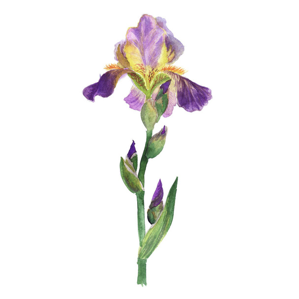 Large lilac violet iris with yellow streaks  in watercolor, botanical sketch - Foto, Bild