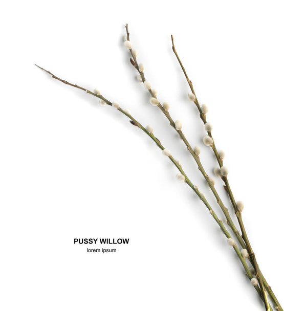 Pussy Willow Twigs - Valokuva, kuva