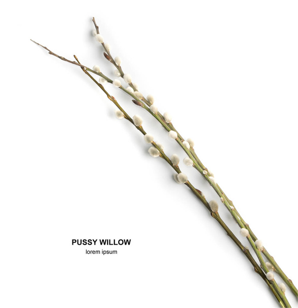 кицька willow гілочки
 - Фото, зображення