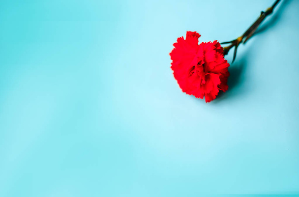 красный гвоздичный цветок на голубом фоне
 - Фото, изображение