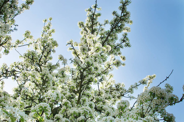красиві вишневі квіти в весняному саду
 - Фото, зображення